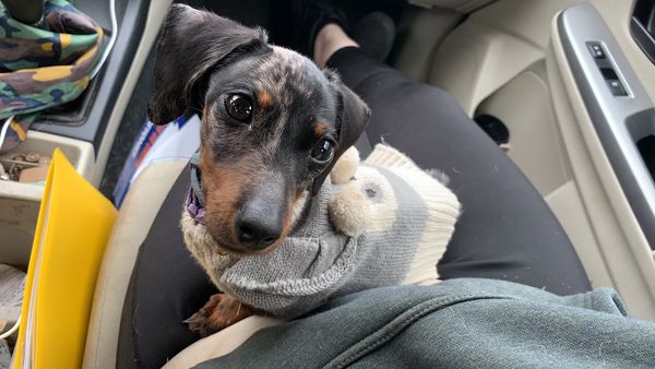 Akc dachshunds for sale in Ny