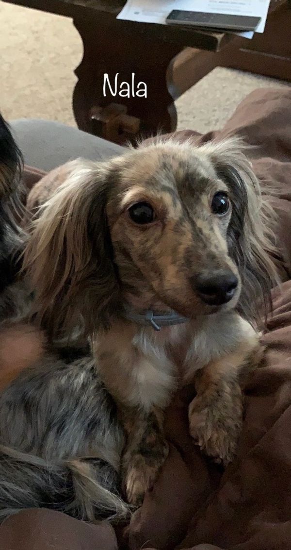 Akc dachshunds for sale in Ny