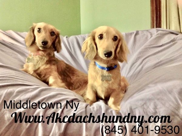 Akc dachshunds for sale in Ny