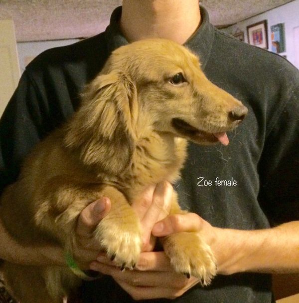 Akc dachshunds for sale in Ny