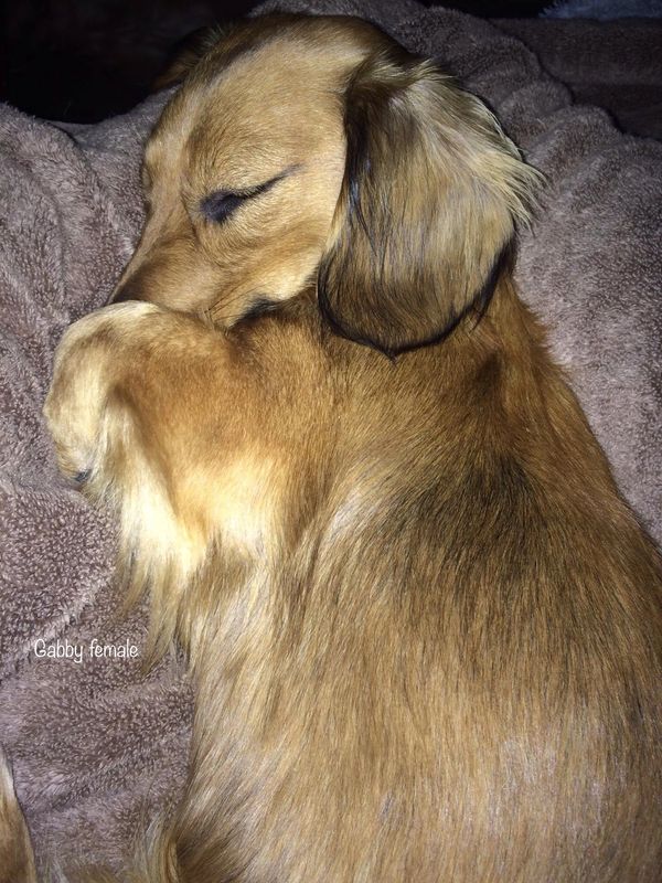 Akc dachshunds for sale in Ny