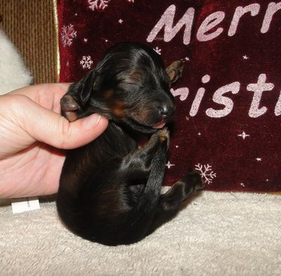 Three legged dachshund