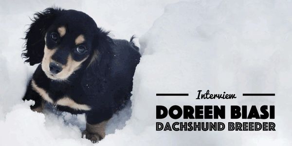Doreen Biasi interview
Akcdachshundny 