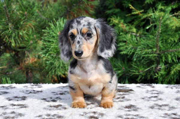 Akc dachshunds for sale in Ny