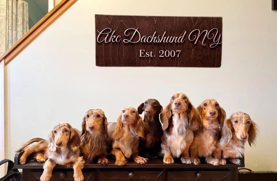 Dachshund - NYC Breeders