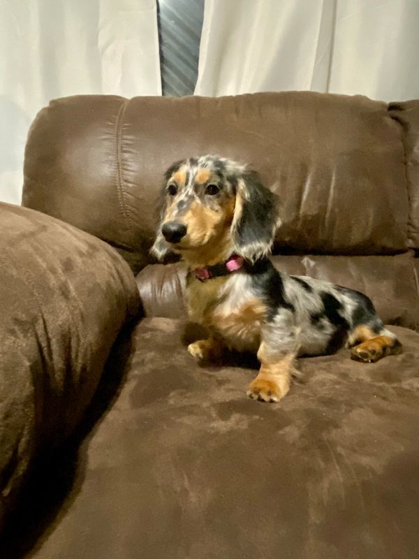 Akc dachshunds for sale in Ny