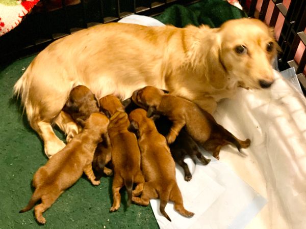 Akc dachshunds for sale in Ny