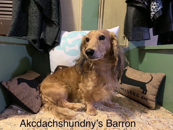 Akc dachshunds for sale in Ny