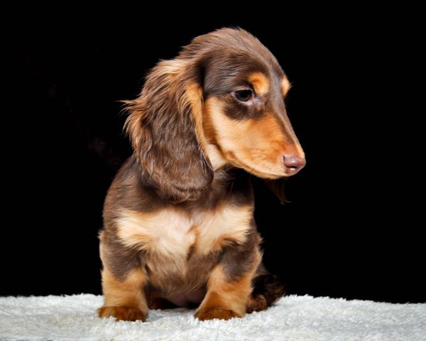 Akc dachshunds for sale in Ny