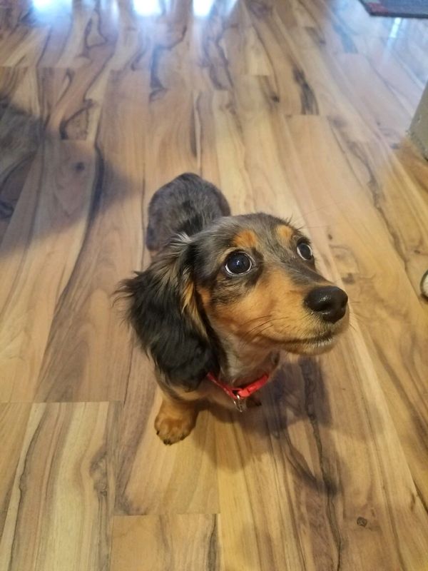 Akc dachshunds for sale in Ny