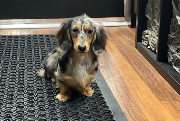 Akc dachshunds for sale in Ny