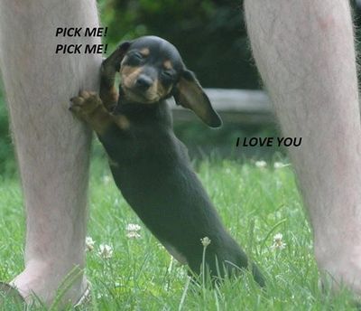 Dachshund puppy adorable caption