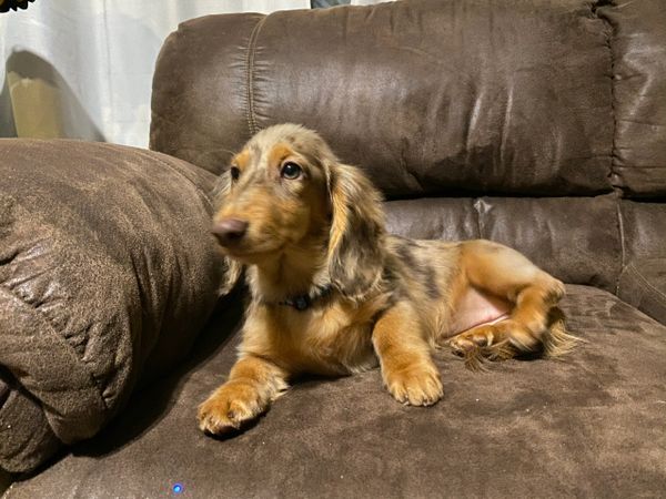 Akc dachshunds for sale in Ny