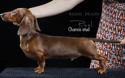 Dog, Dachshund with Dark Tan Eyebrows and Muzzle, Dark Bluish Gray