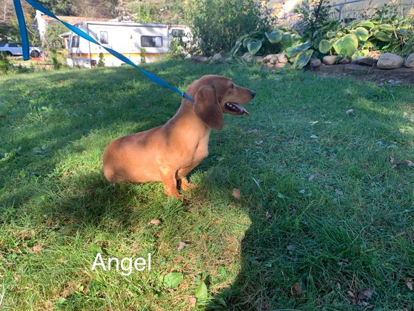 Akc dachshunds for sale in Ny