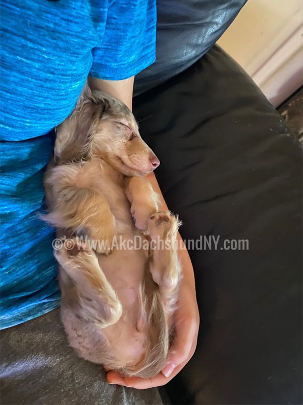 Akc dachshunds for sale in Ny