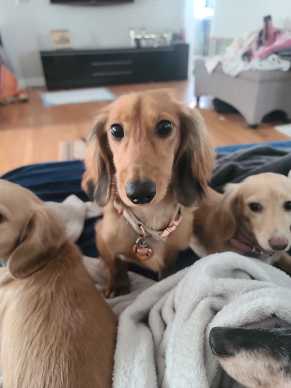 Akc dachshunds for sale in Ny