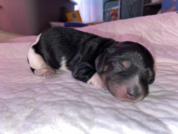 Akc dachshunds for sale in Ny