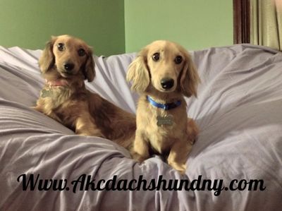 Dachshunds sitting on my couch