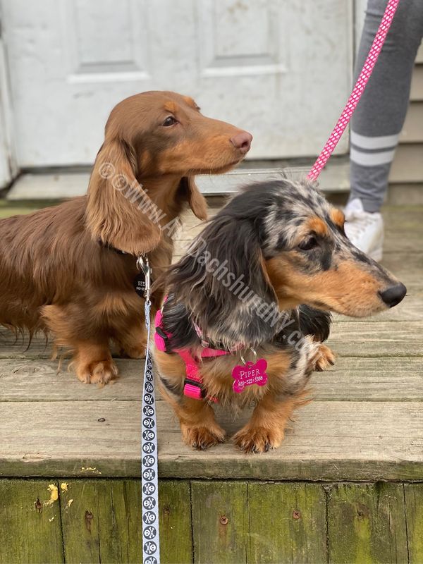 Akc dachshunds for sale in Ny