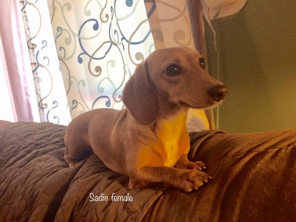 Akc dachshunds for sale in Ny