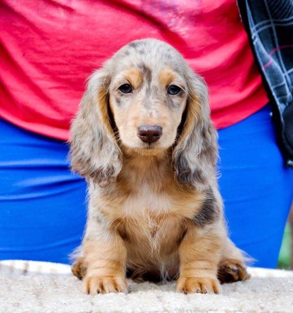 Akc dachshunds for sale in Ny