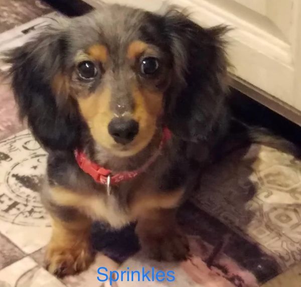 Akc dachshunds for sale in Ny