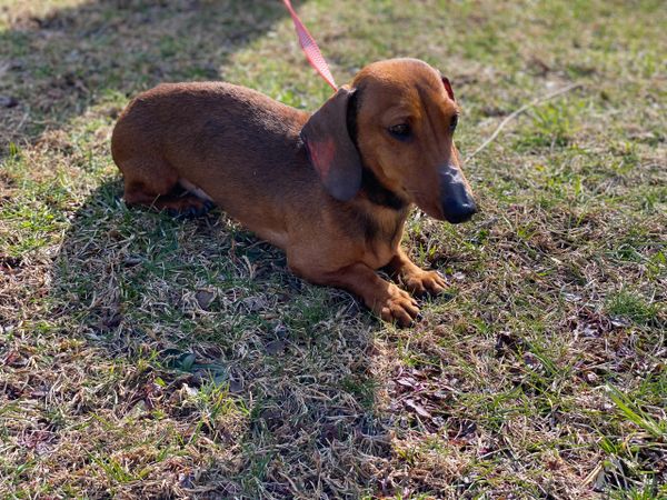 Akc dachshunds for sale in Ny