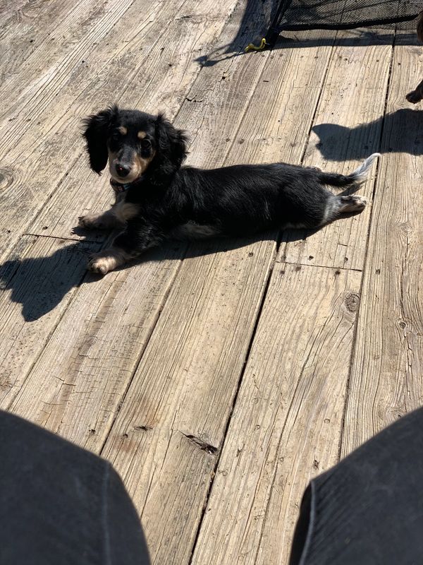 Akc dachshunds for sale in Ny