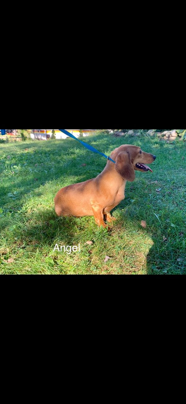 Akc dachshunds for sale in Ny