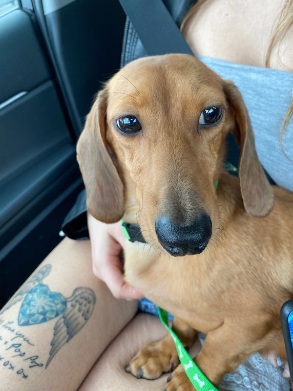 Akc dachshunds for sale in Ny