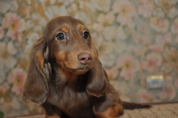 Akc dachshunds for sale in Ny