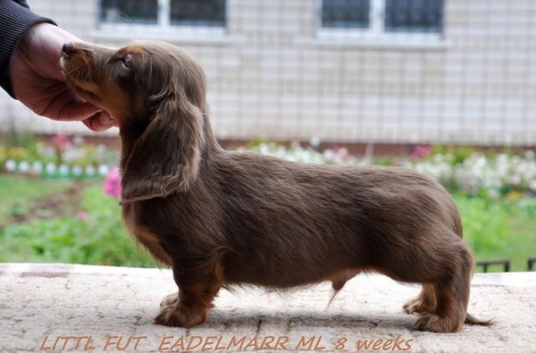 Akc dachshunds for sale in Ny