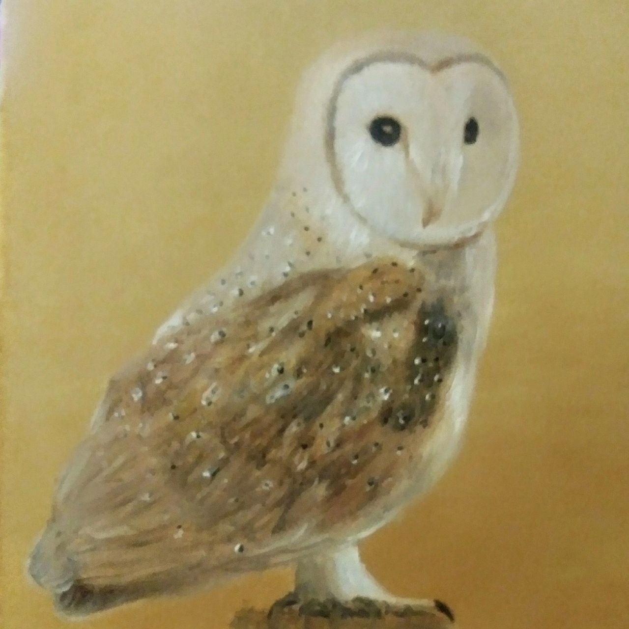Barn Owl - Carlise Azmitia