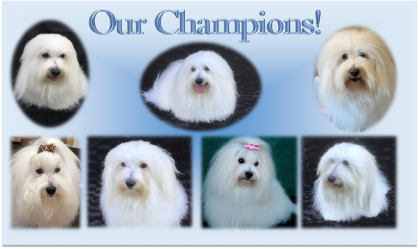 Daydreaming Cotons - Coton De Tulear, Coton Puppies, Puppies for Sale