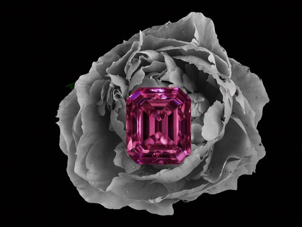 A vibrant pink gemstone placed on a grayscale rose against a black background.