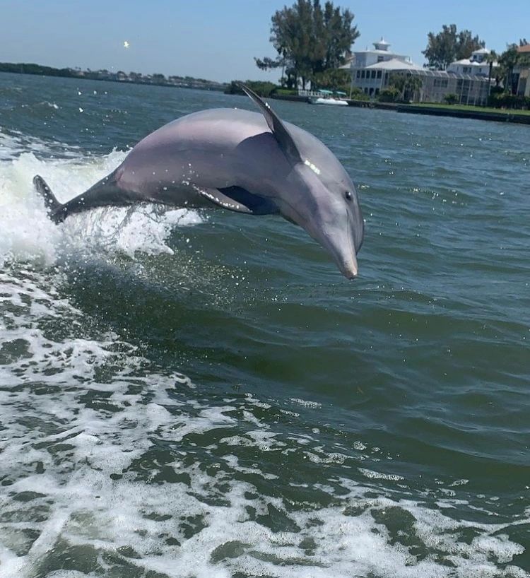 Dolphin Manatee tour