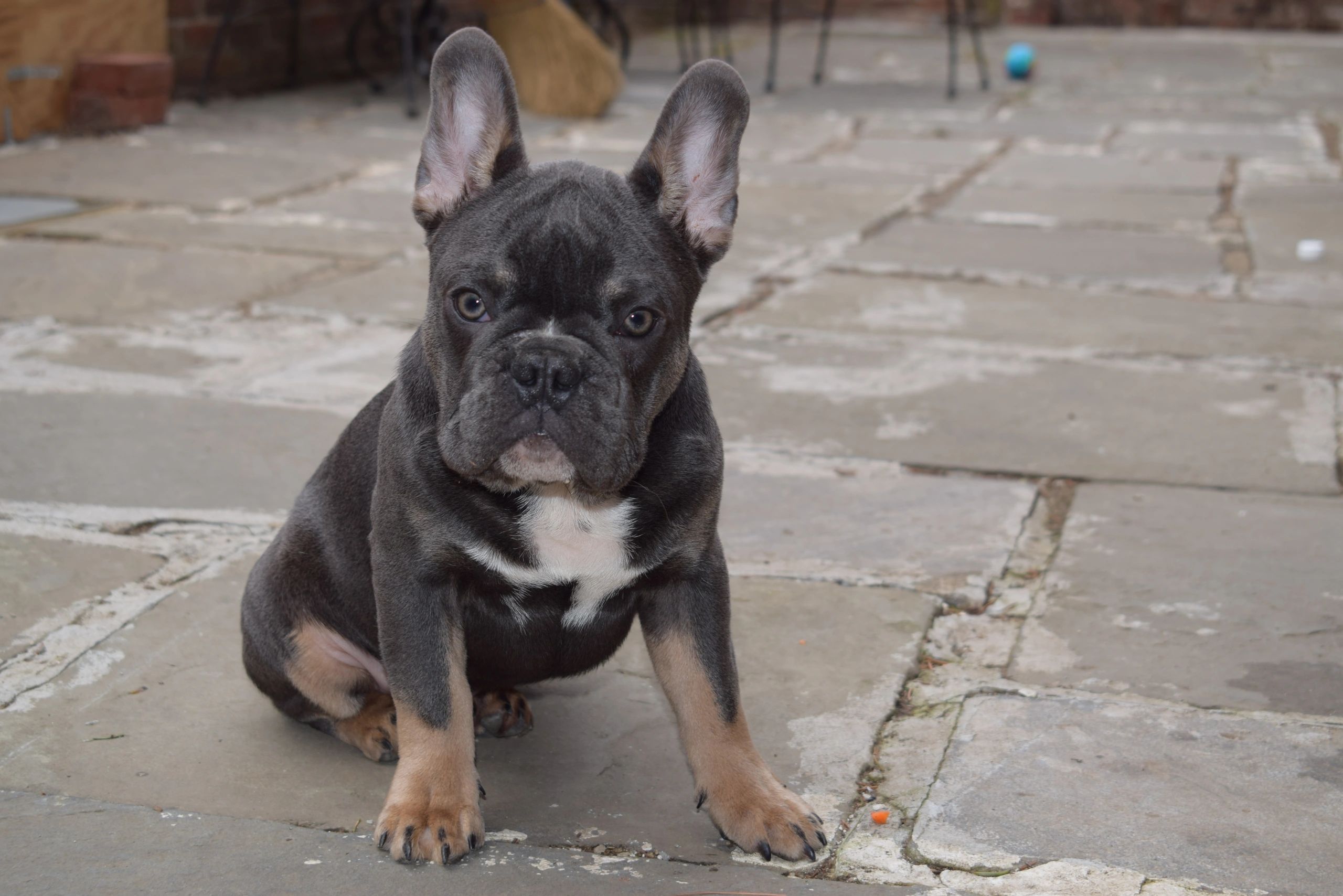 French Bulldog Standard