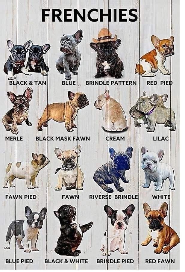 Different shapes of Frenchies
