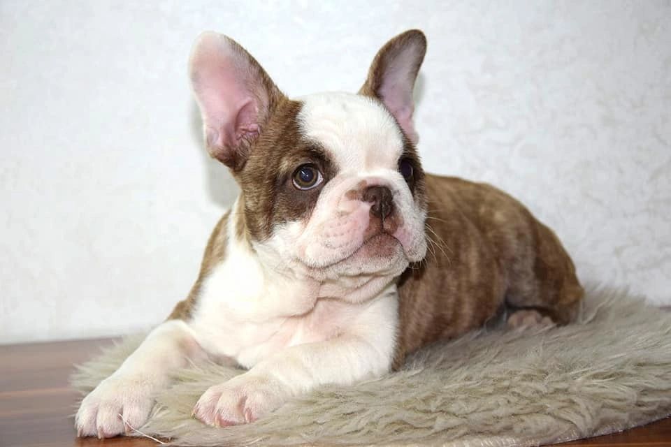 French Bulldogs East Coast French Bulldogs Planet