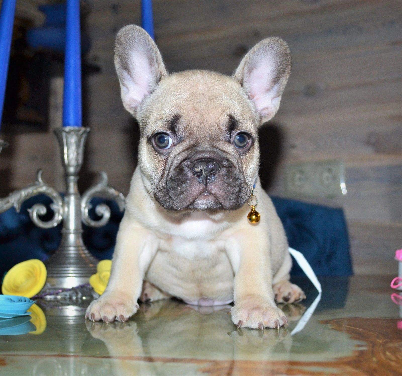 Available Puppies French Bulldogs Planet