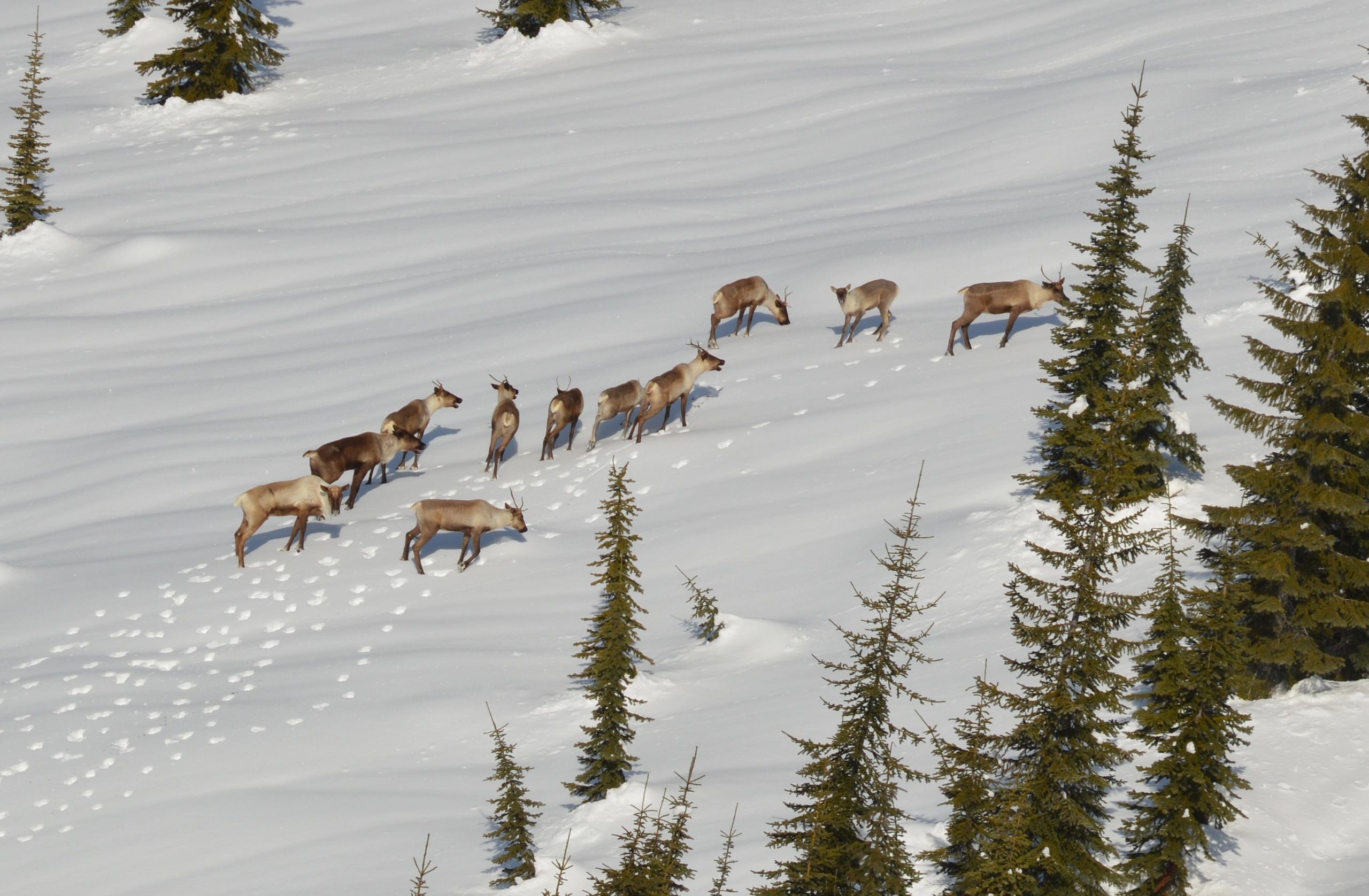 Caribou and Snowmobiling