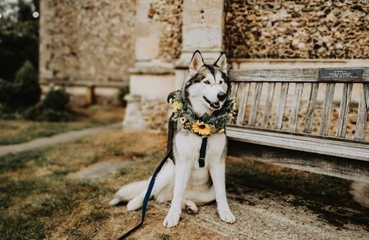 10+ Dog Wedding Collar