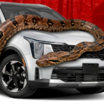 A large snake wrapped around the front of a silver car.