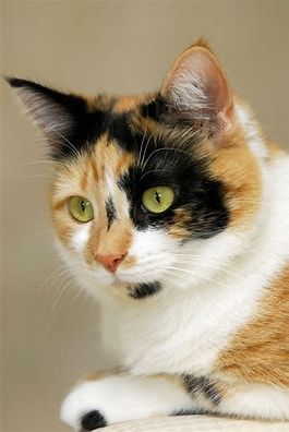 Cali Cat Care
