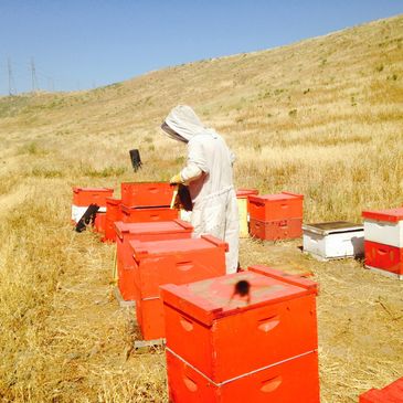 Beehive Maintenence