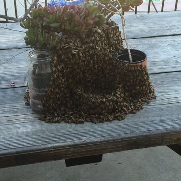 Swarm Bee removal