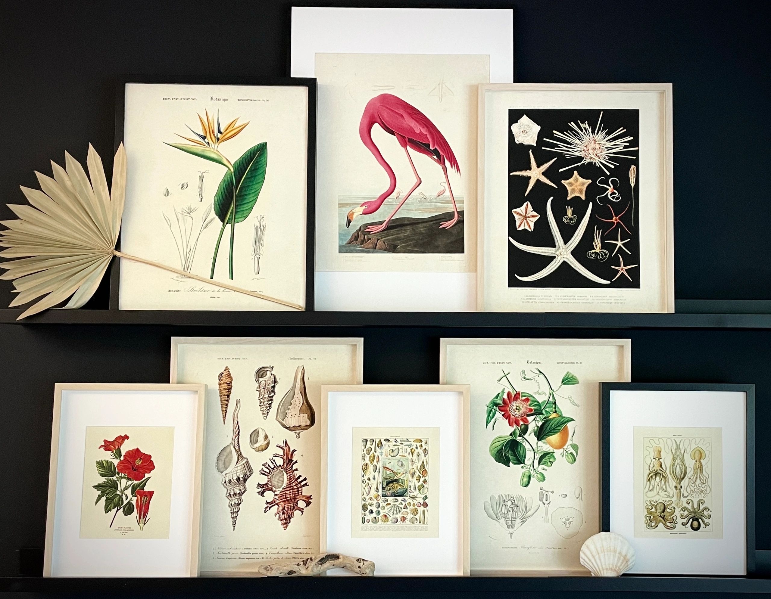 Vintage Prints Curious Prints