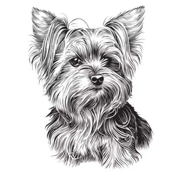 The standard Yorkshire Terrier is a feisty 7 pound toy breed.