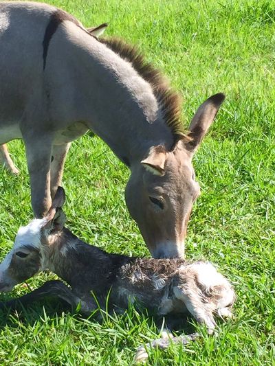 Jade and her new baby